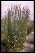 Poaceae